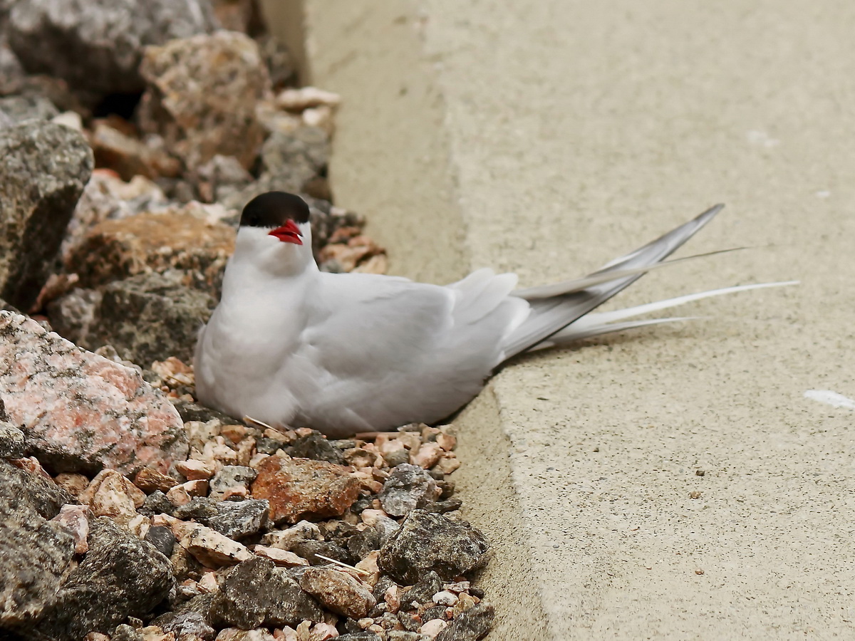 25.06.2016 gegen 15.00 Uhr, am Kai von  Stokmarknes hat sich eine Mwe direkt an einem Pfeiler am Boden ein Nest zum Brten  gebaut .