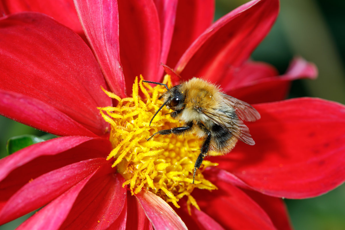 25.08.2020 - Hummel auf einer Dahlie in unserem Garten. Zetel / Friesland