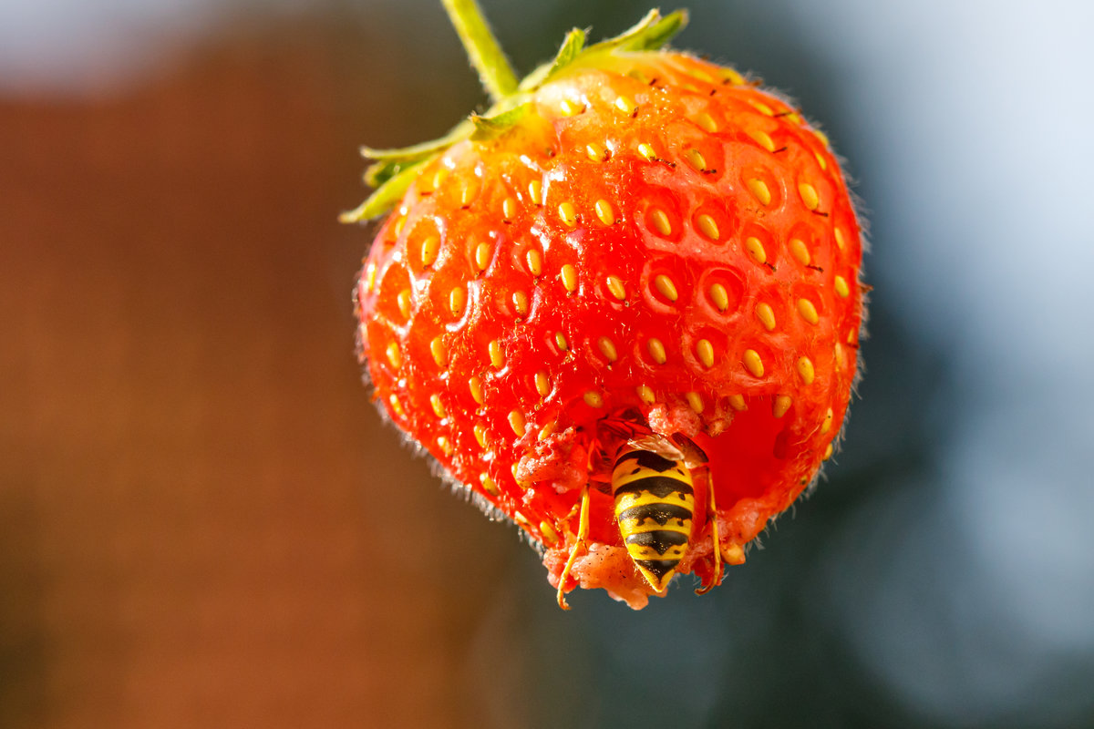 27.08.2020 - Eine Wespe hat sich in eine Erdbeere gefressen. Zetel / Friesland