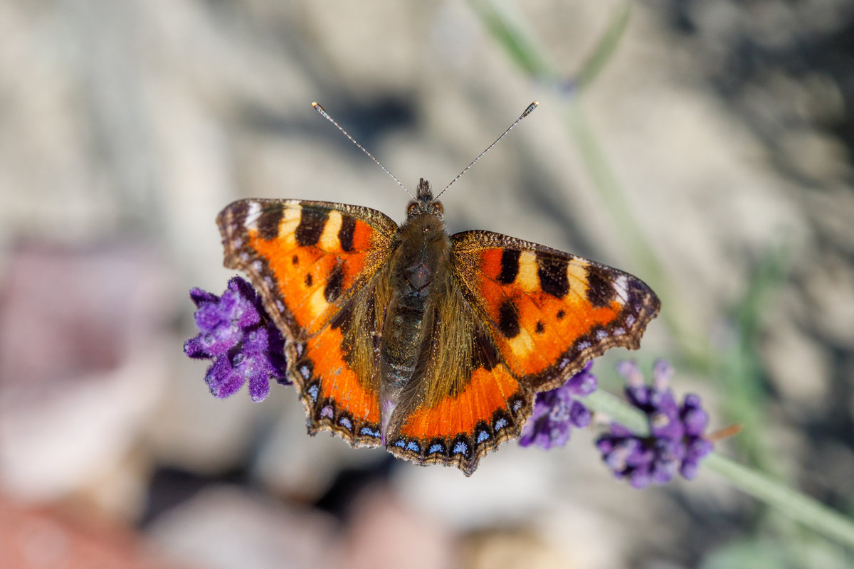2.9.2020 - Tagfalter  Kleiner Fuchs  auf einer Lavendelblte. Zetel/Friesland