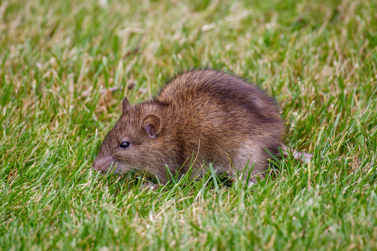 29.9.2020 Zetel / Friesland - Eine Ratte auf dem Rasen. Nachbars Katze hat sie allerdings schnell verjagt