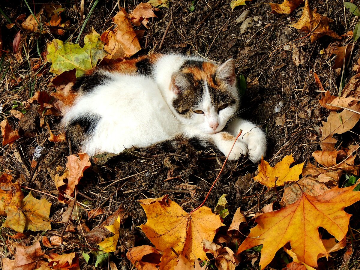 3-färbige Katze hat sich bei ihrem Sonnenbad am südlichem Bahndamm des Bhf. Ried i.I. gut getarnt; 211101