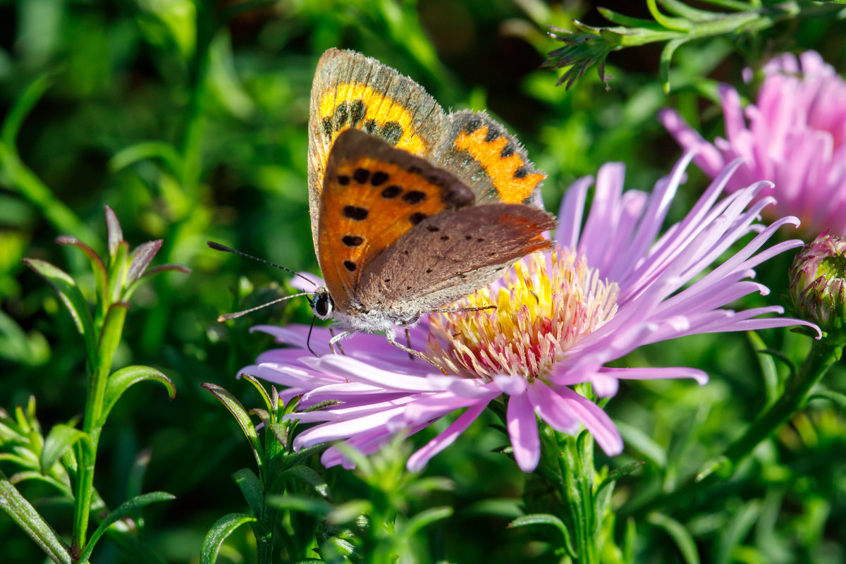 30.08.2020 - Kleiner Feuerfalter bei der Nahrungssuche auf einer Aster