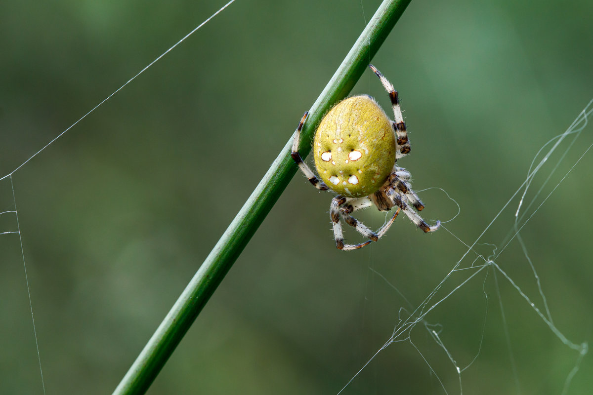 30.08.2020 - Vierfleckkreuzspinne im Bollenhagener Moorwald. Hier ein gelbes Exemplar.