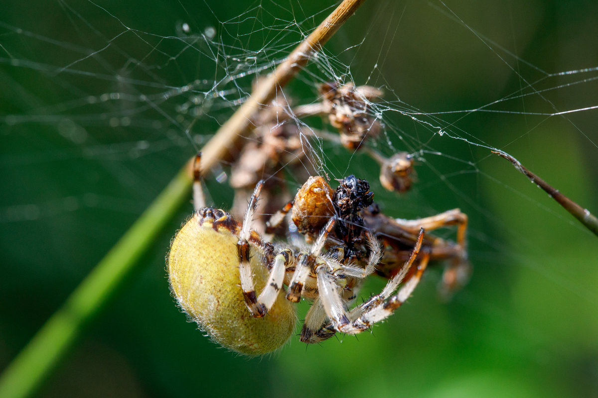 30.08.2020 - Vierfleckkreuzspinne im Bollenhagener Moorwald hat Beute gemacht