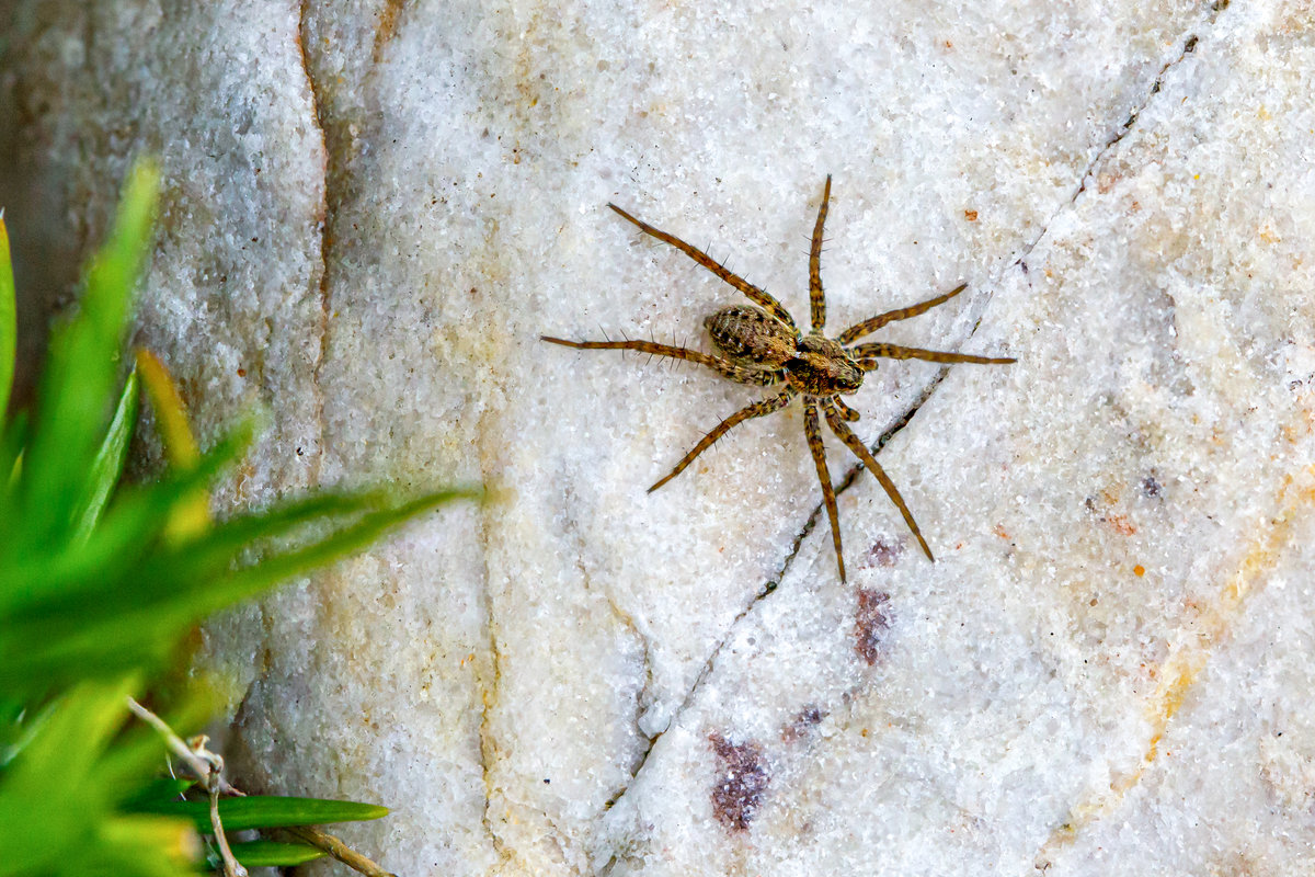 31.8.2020 - Hausspinne, auch Hauswinkelspinne genannt im Garten. Zetel/Friesland. Interessant ist die Anzahl der Augen