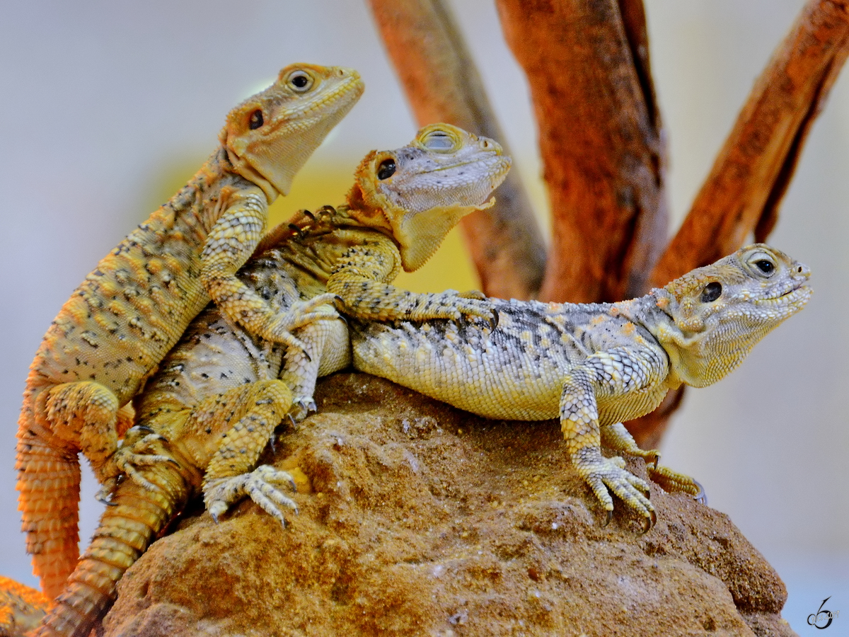 3x Hardune eindeutig zweideutig. (Terrazoo Rheinberg, Mai 2011)