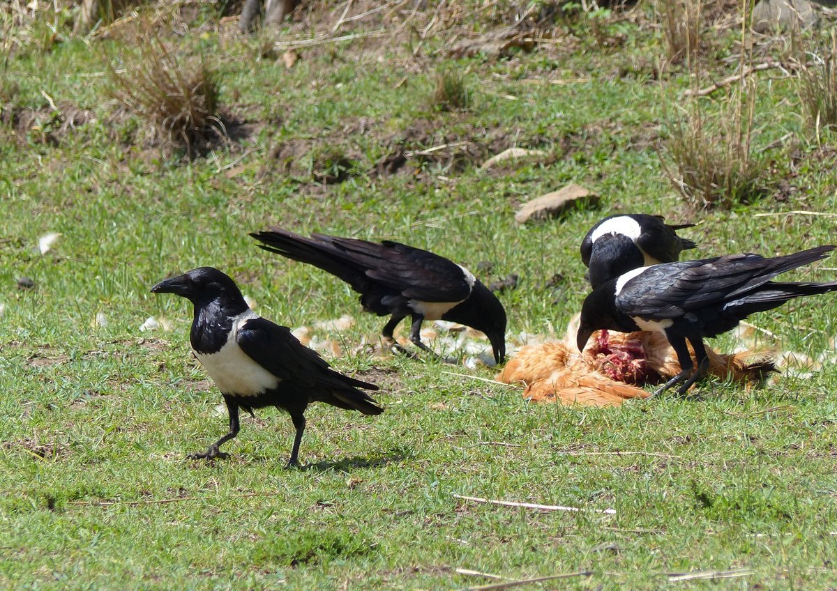 4 Schildraben beim fressen eines toten Huhns in Tiya ( Äthiopien ) am 27.4.2019