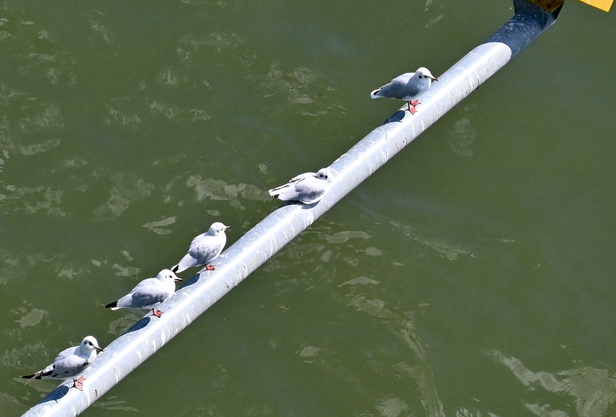 5 Mwen auf einer Stange ber dem Rhein unter der Kennedybrcke in Bonn - 02.08.2020