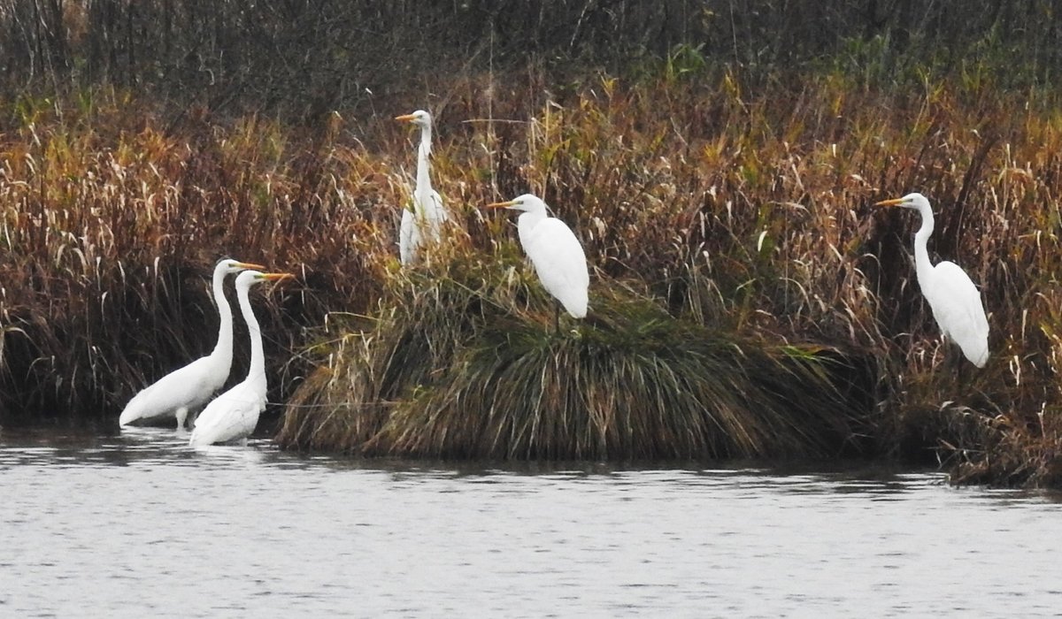 5 SILBERREIHER IM WESTERWALD/BREITENBACHTALSPERRE
Bei meinem allerersten vorsichtigen Rundgang um die bei WAIGANDSHAIN gelegene BREITENBACHTALSPERRE,mit ca. 11 ha eine der kleinsten im Westerwald und als Naturschutz-/Vogelschutzgebiet ausgewiesen,hatte ich doch gleich
das seltene Glck,am 9.11.2017,5 der  Silbervgel  in einer Gruppe am Ufer abzulichten.....