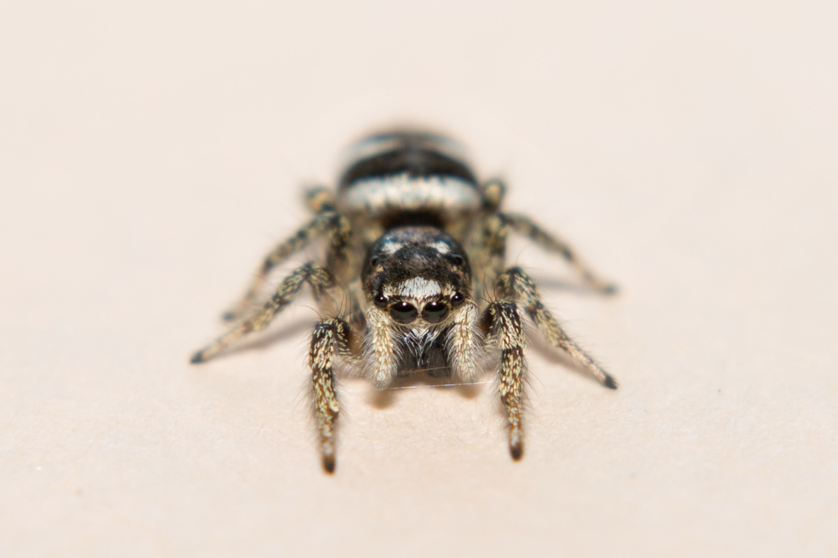 7 mm grosse Zebraspringspinne beim Fingertwist mit ihren Spinnfden. - 09.06.2014