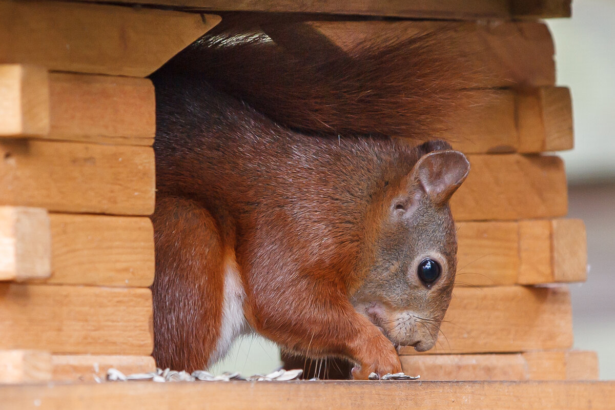 7.7.2021 - Zetel - Ein Eichhörnchen plündert das Vogelhaus. Ein flauschiger Dieb, der nahezu täglich vorbeikommt