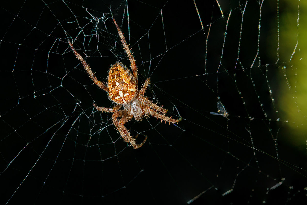 8.9.2020 - Prachtexemplar einer Gartenkreuzspinne auf Beutefang zwischen zwei Koniferen. Zetel/Friesland