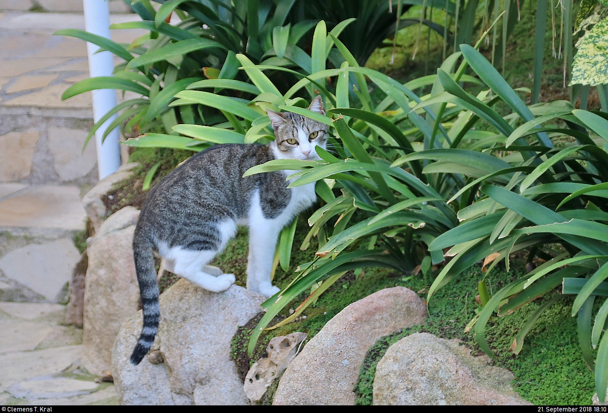 Ab und an sieht man streunende Katzen in Lloret de Mar (E). Diese hat sich auf das Gelnde des Hotels Guitart Central Park Aqua Resort geschlichen.
[21.9.2018 | 18:10 Uhr]