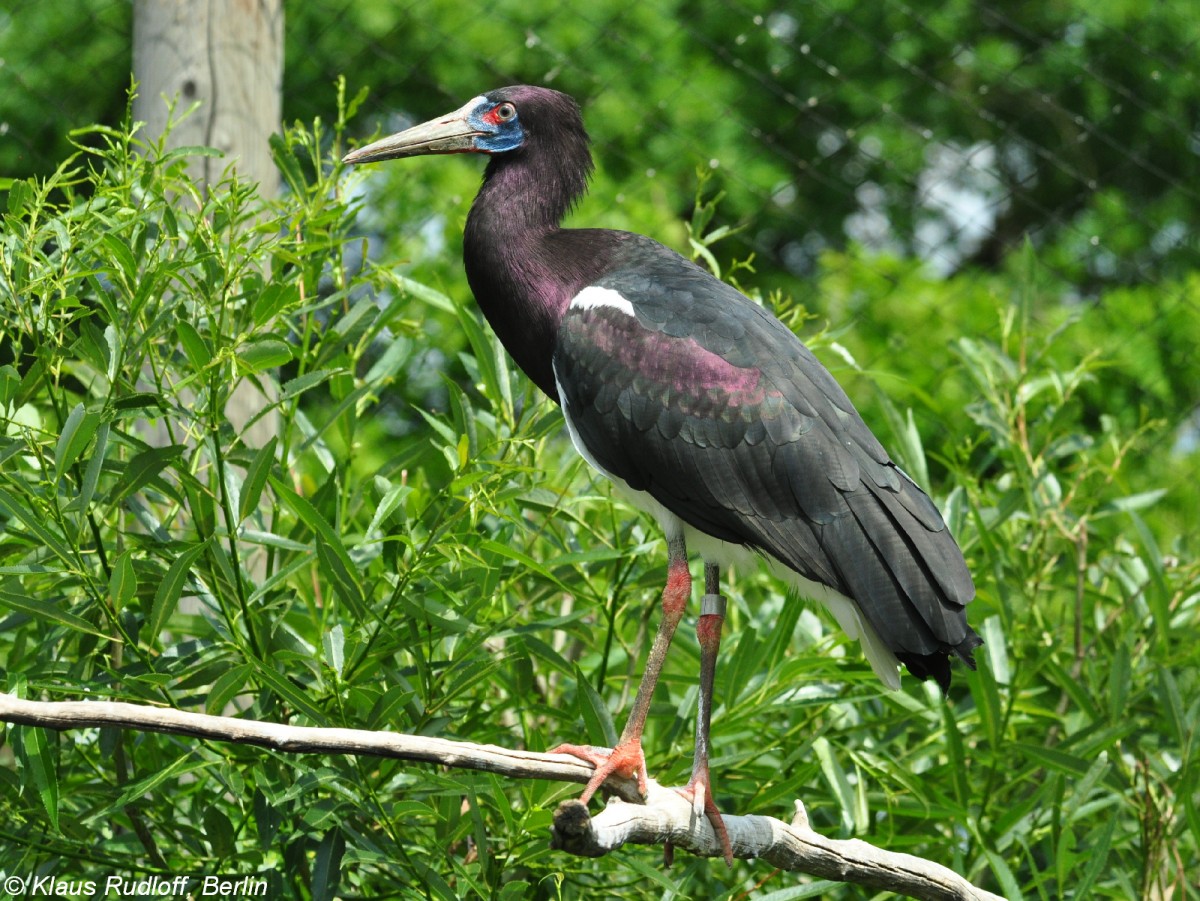 Abdimstorch oder Regenstorch (Ciconia abdimii) im Zoo Hluboka /Tschechien