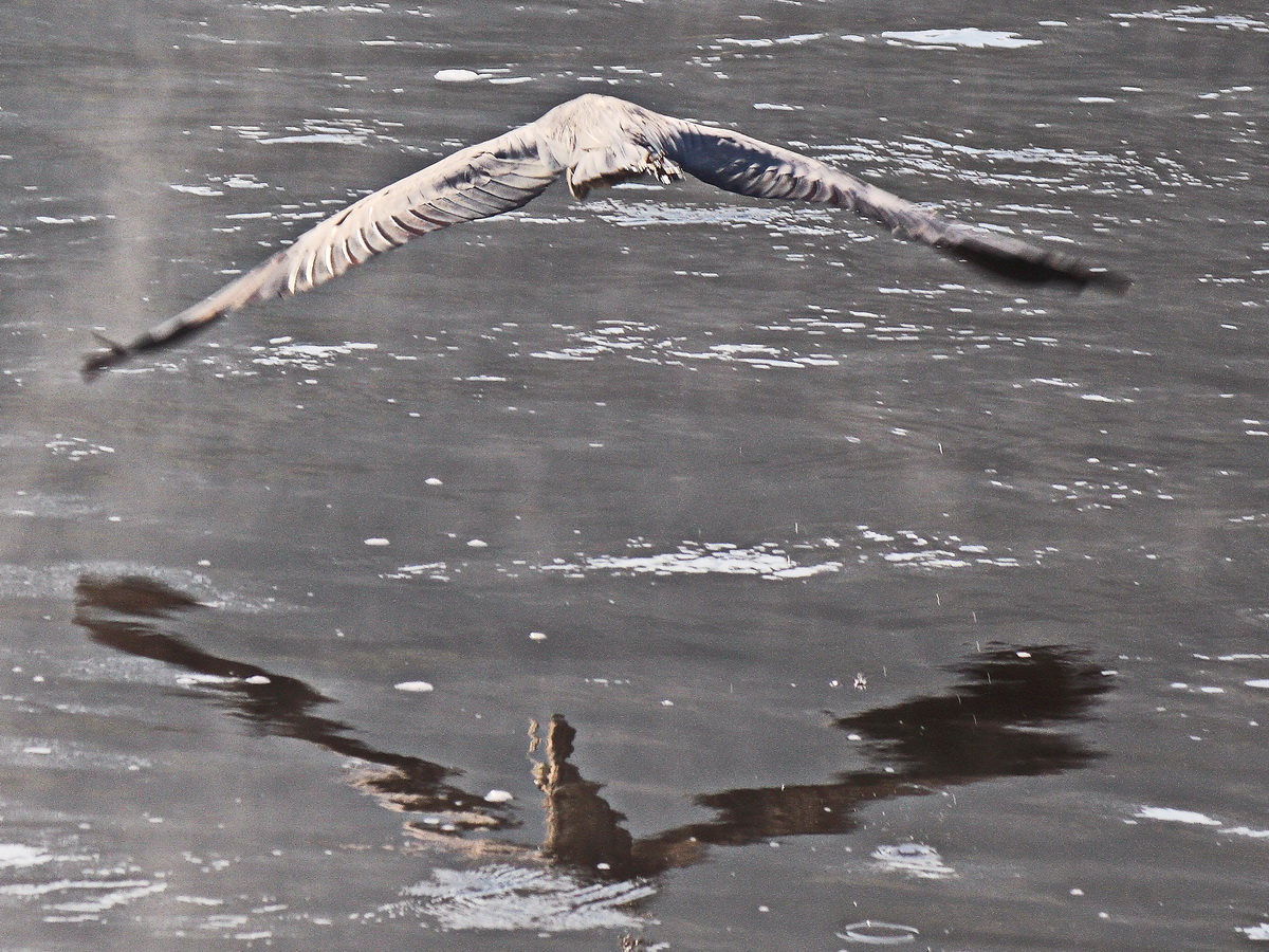 Abflug eines Reiher vom Elbufer in Bad Schandau am 09. Oktober 2021.