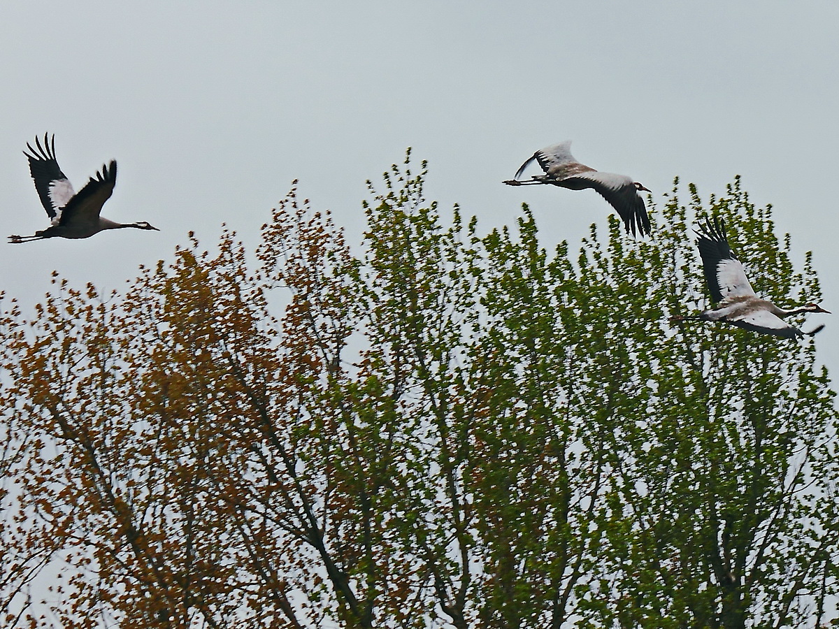 Abflug der Kraniche von dem abgeernteten Feld in Hhe des  Klrwerkes bei Wamannsdorf an Verbindungsstrae zwischen Berlin und  Wamannsdorf am 25. April 2017.