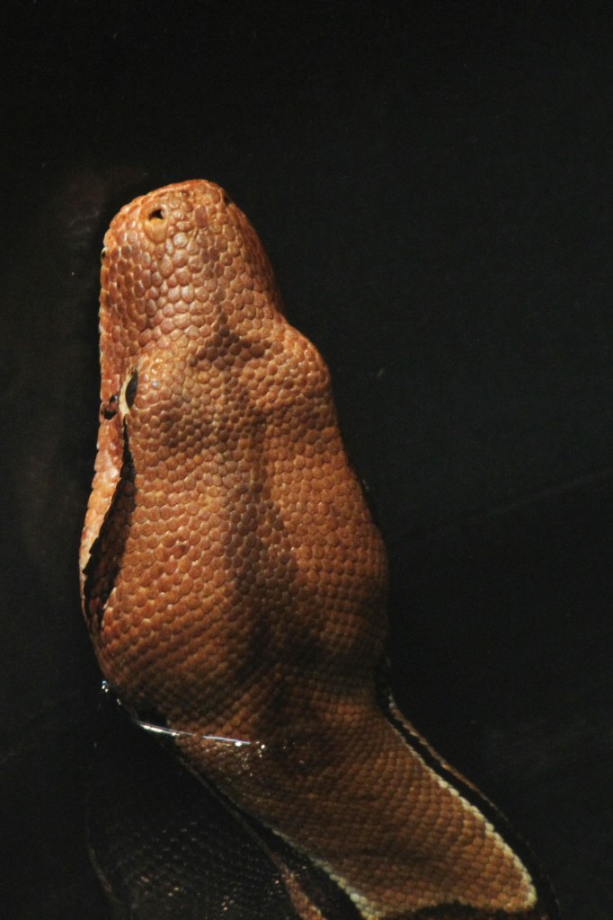 Abgottschlange (Boa constrictor) am 11.7.2010 im Reptilienhaus Unteruhldingen.