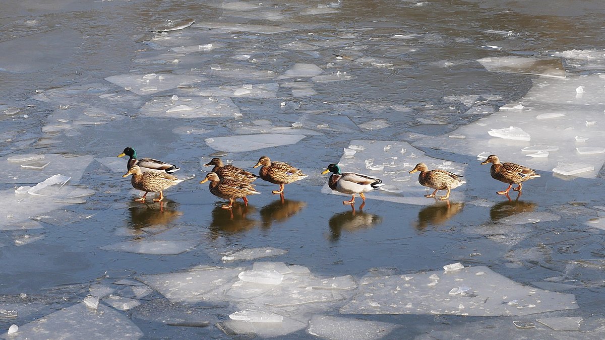 Acht Enten (Stockenten (Anas) stolzieren ber das Eis des zugefrorenen Elbe-Lbeck-Kanal zwischen Berkenthin und Krummesse; 15.02.2017
