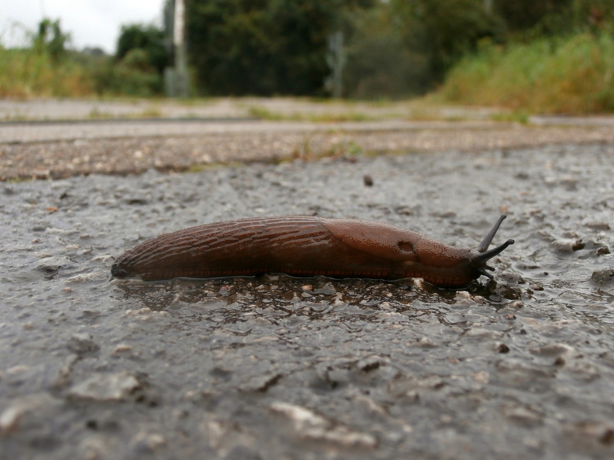 Achtung der Schnecken Express kommt! Eine Nacktschnecke berquert eine Strae in Essen Eiberg vor einen Bahnbergang.

Essen Eiberg 21.09.2014