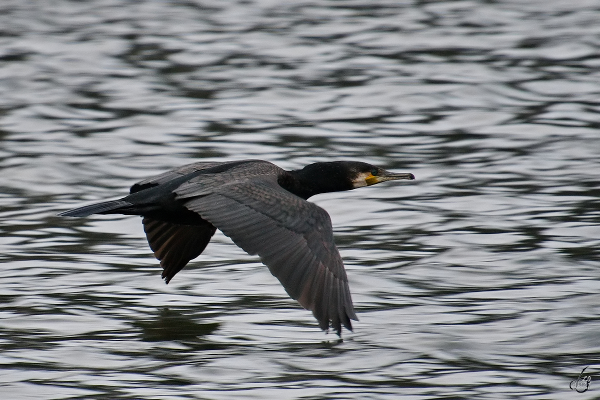 Achtung Tiefflieger - ein Kormoran zieht seine Bahn ber den Rhein bei Unkel. (April 2021)