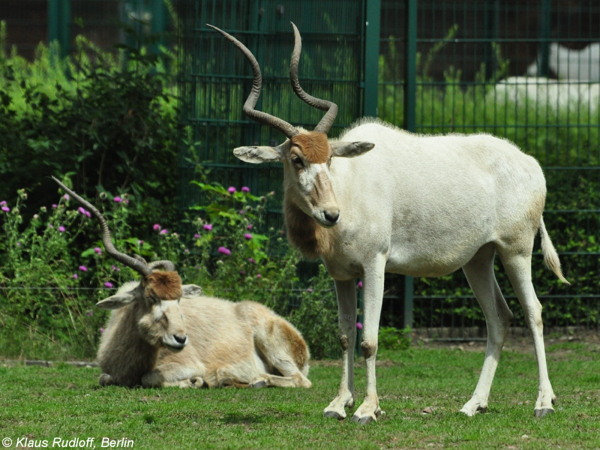 Addax oder Mendesantilope (Addax nasomaculatus) im Tierpark Berlin