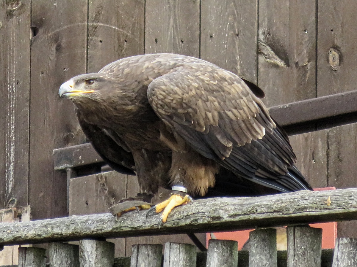 Adler bei der Flugschau im Zoo d'Amneville, 26.9.2017