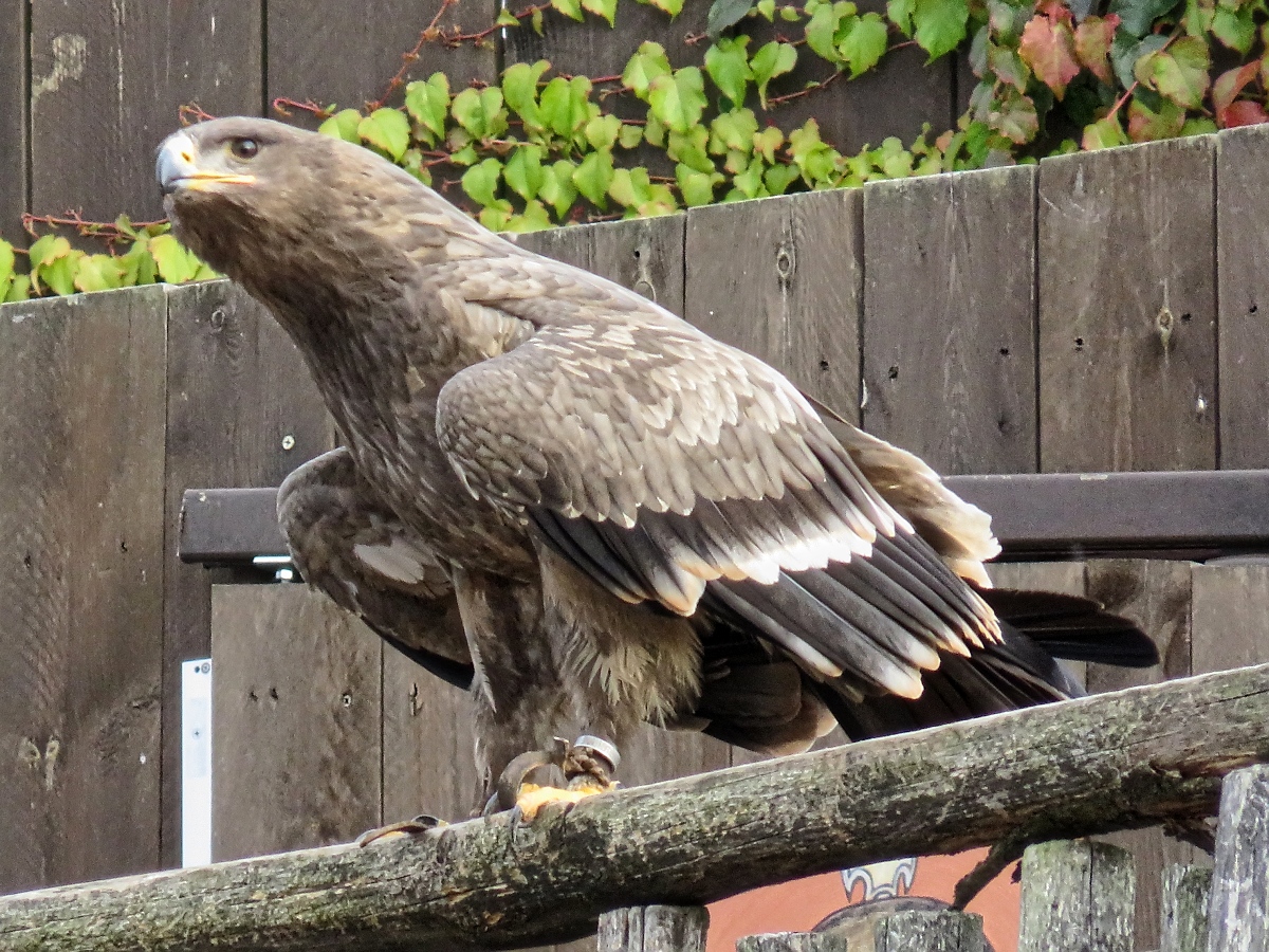 Adler bei der Flugschau im Zoo d'Amneville, 26.9.2017