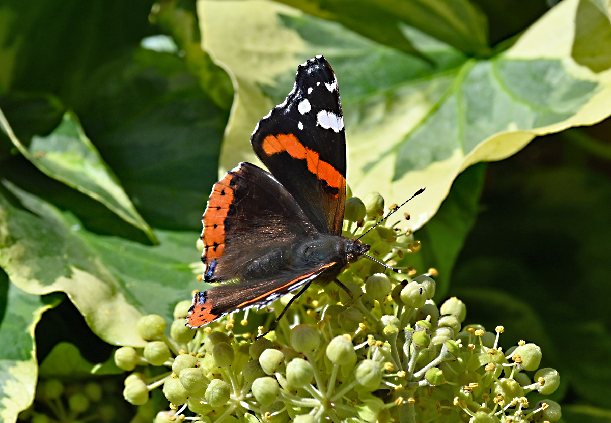 Admiralfalter im Garten - 04.10.2021