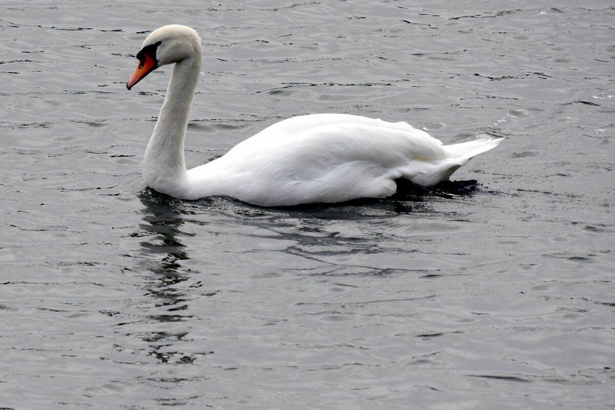 adulter Hckerschwan auf dem Weien See im Ortsteil Weiensee (BERLIN/Deutschland, 17.10.2019)