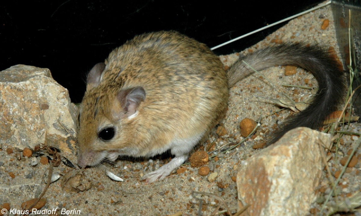 gyptische Buschschwanzrennmaus (Sekeetamys calurus makrami) im Schulzoo Leipzig (2005).