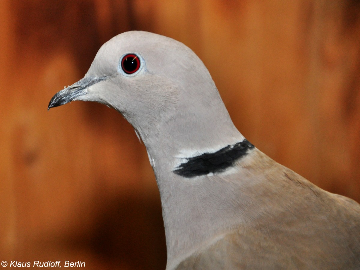 Afrika-Lachtaube (Streptopelia roseogrisea) auf der Landesvogelschau Recklinghausen (Januar 2014).