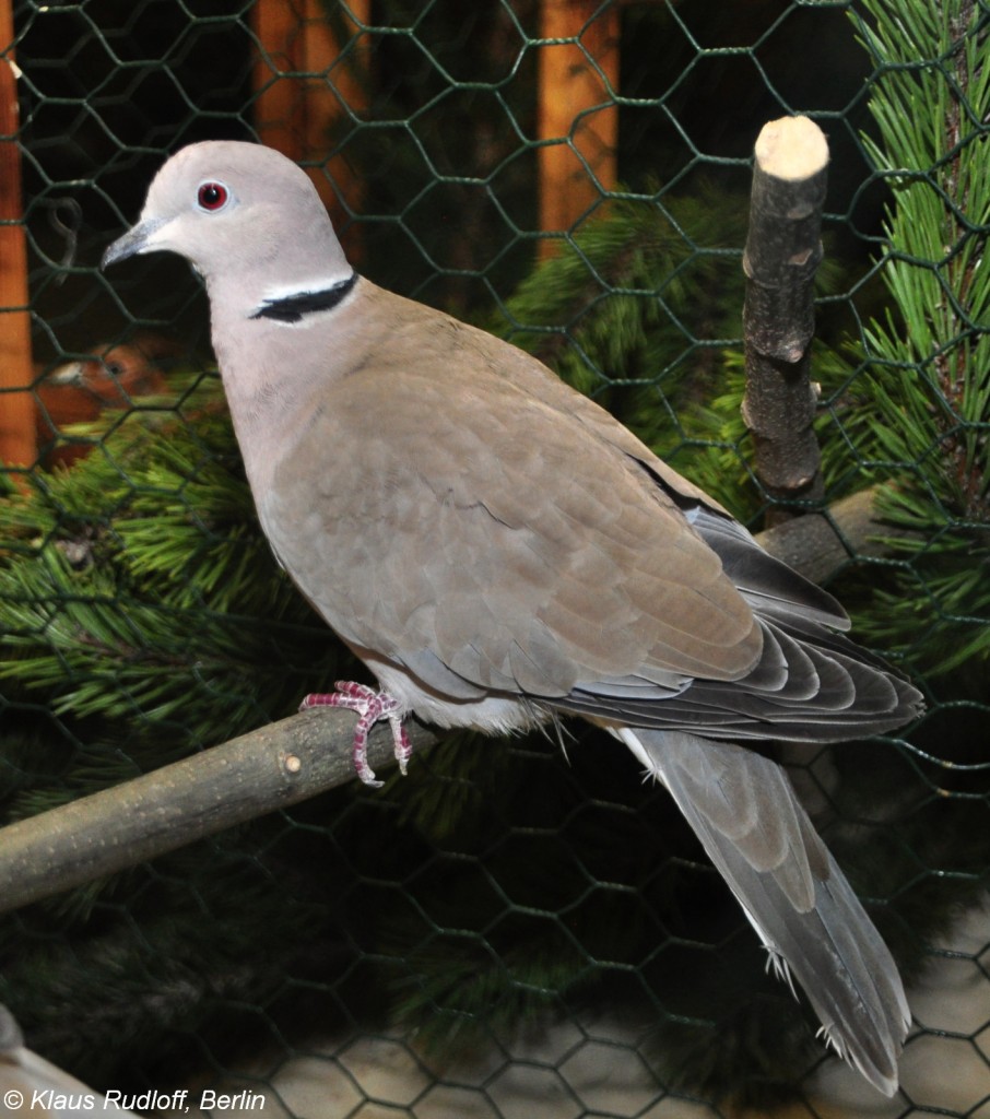 Afrika-Lachtaube (Streptopelia roseogrisea) auf der Landesvogelschau Recklinghausen (Januar 2014).