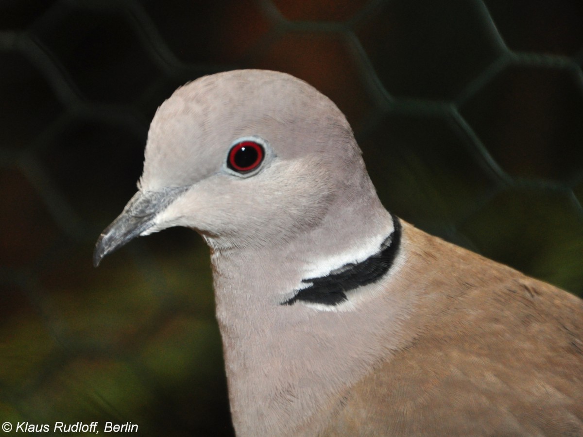 Afrika-Lachtaube (Streptopelia roseogrisea) auf der Landesvogelschau Recklinghausen (Januar 2014).