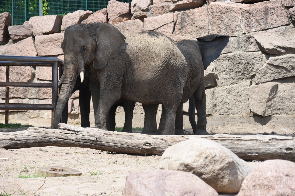 Afrikanische Elefanten im Tierpark Berlin (BERLIN/Deutschland, 21.06.2019)