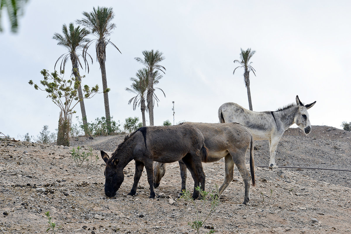 Afrikanische Esel im Oasis Park auf der Insel Fuerteventura in Spanien. Aufnahme: 20. Oktober 2017.
