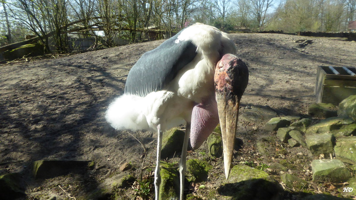 Afrikanische Marabu (Leptoptilus cruminiferus). Diese Tiere leben zusammen mit Zebras in der Afrika-Savanne im Nordhorner Tierpark, Mrz 2017.