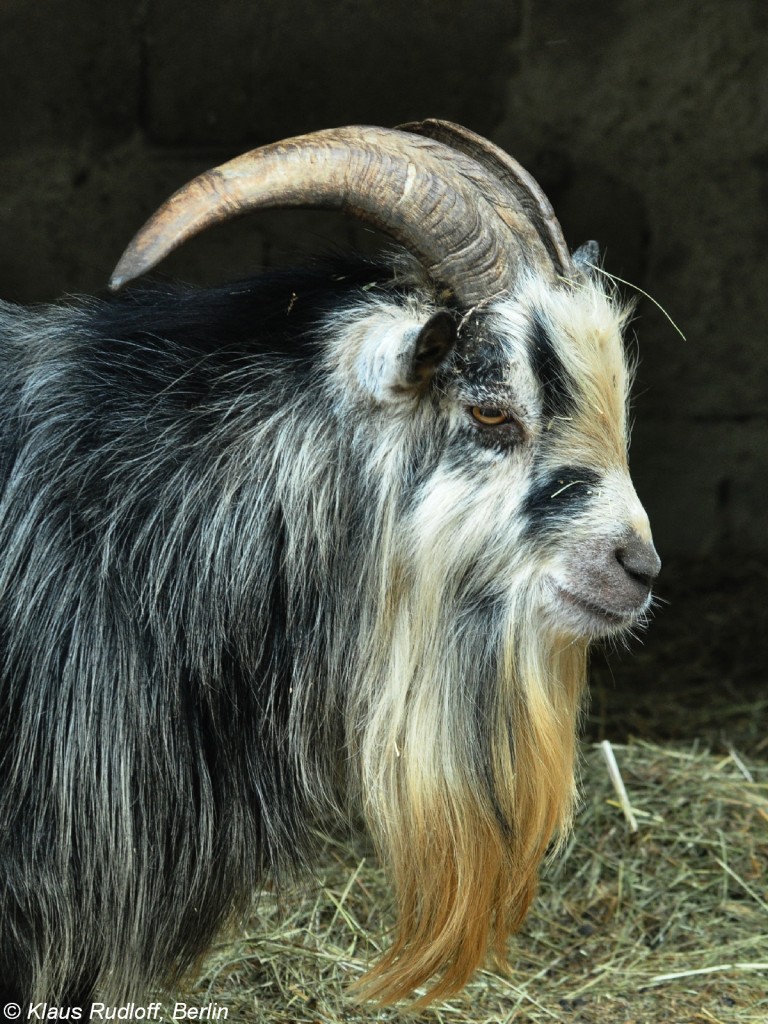 Afrikanische Zwergziege (Capra aegagrus f. hircus). Bock im Tierpark Cottbus (August 2015).