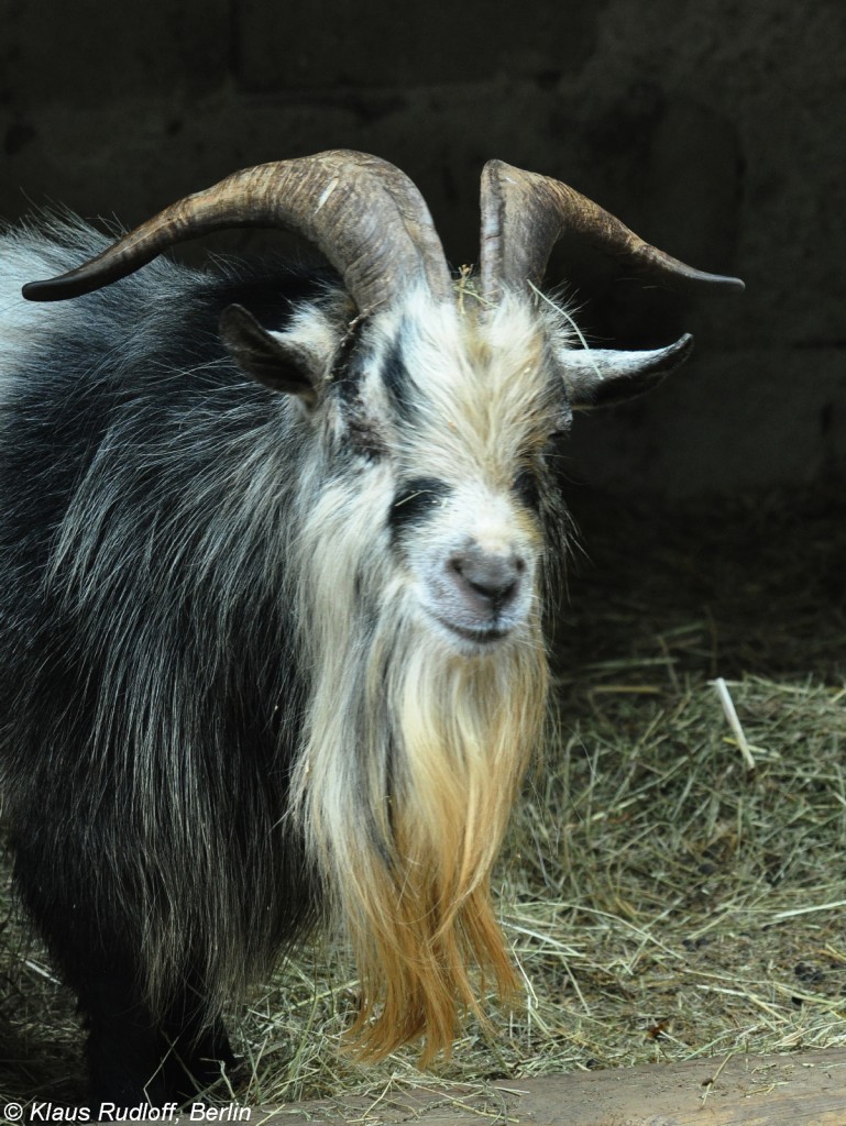 Afrikanische Zwergziege (Capra aegagrus f. hircus). Bock im Tierpark Cottbus (August 2015).