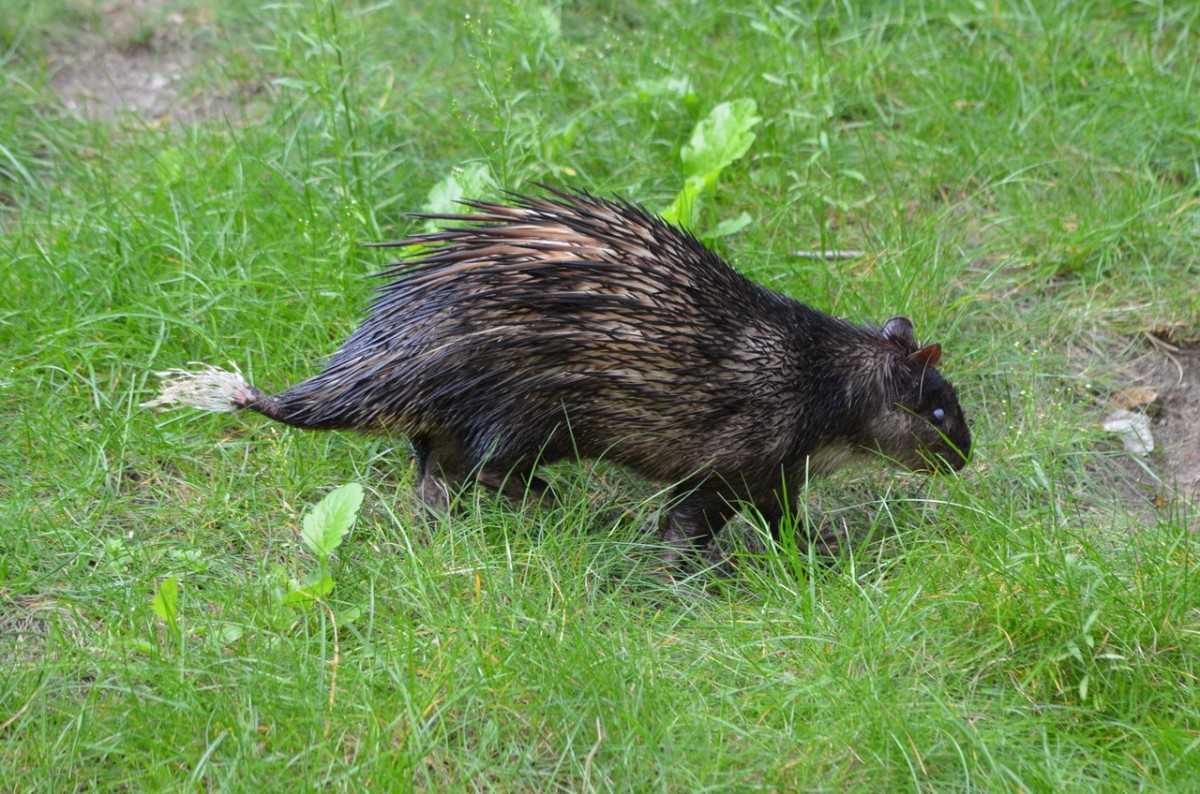 Afrikanischer Quastenstachler     14.08.2014  im Zoo Berlin