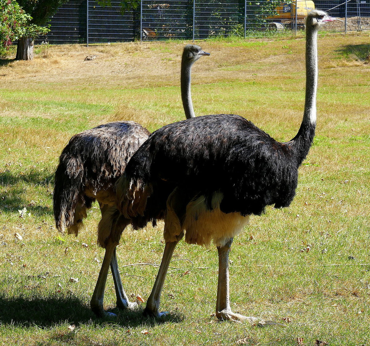 Afrikanisches Strauenpaar im Freiburger Naturerlebnispark  Mundenhof , Juli 2018