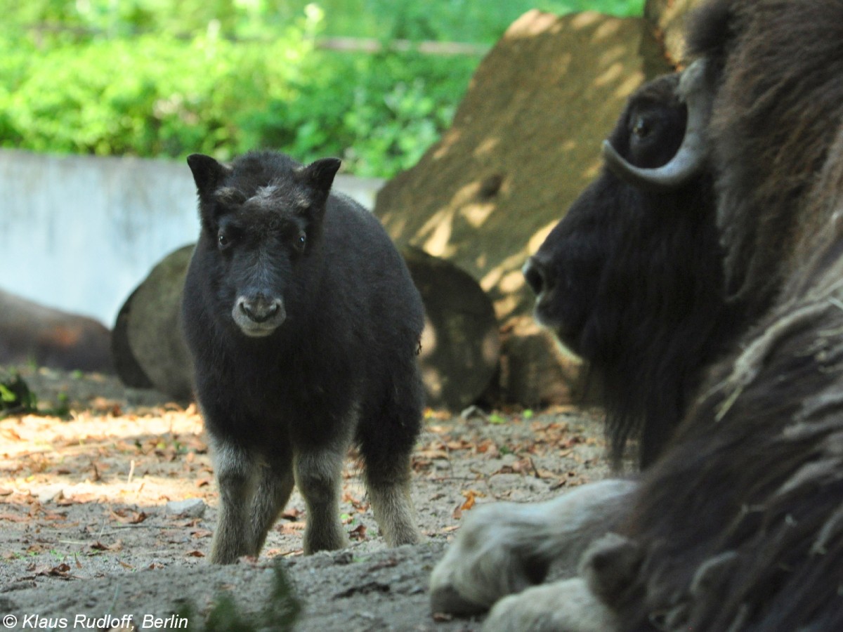 Alaska-Moschusochse (Ovibos moschatus moschatus). Mutter mit Jungtier im Tierpark Berlin (Juli 2015).