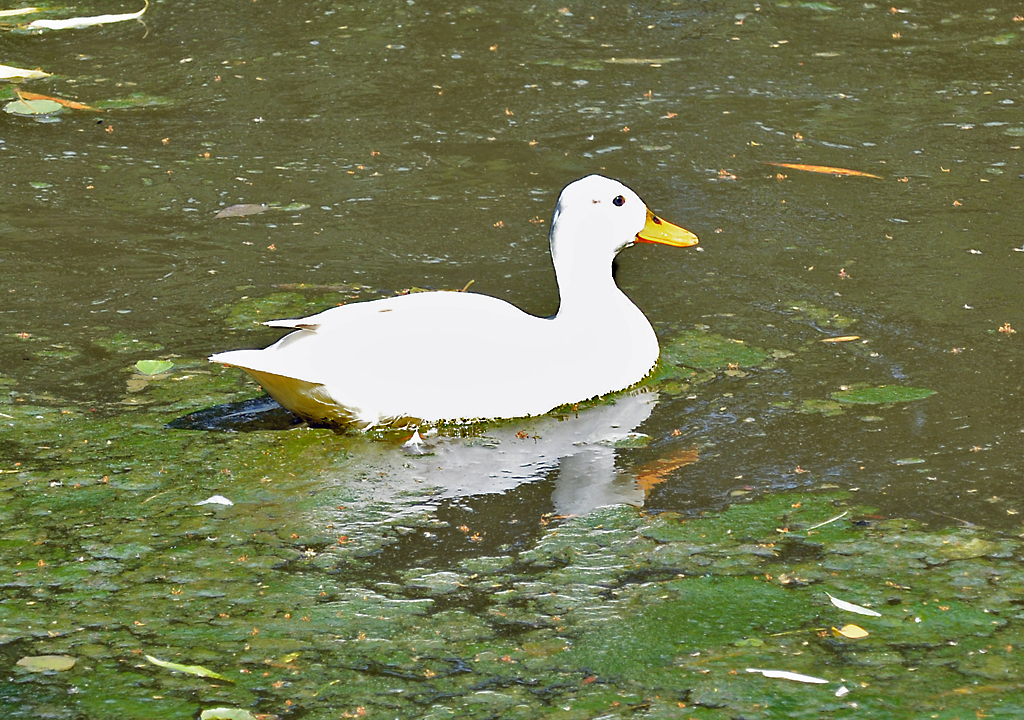  Albino-Stockente  in Leuchtwei, Schillerparkteich Euskirchen - 13.06.2014