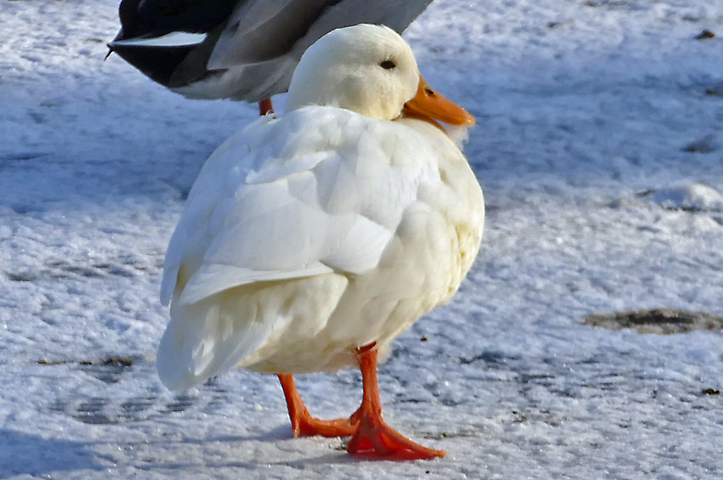  Albino-Stockente  im Schillerpark Euskirchen  - 26.01.2017