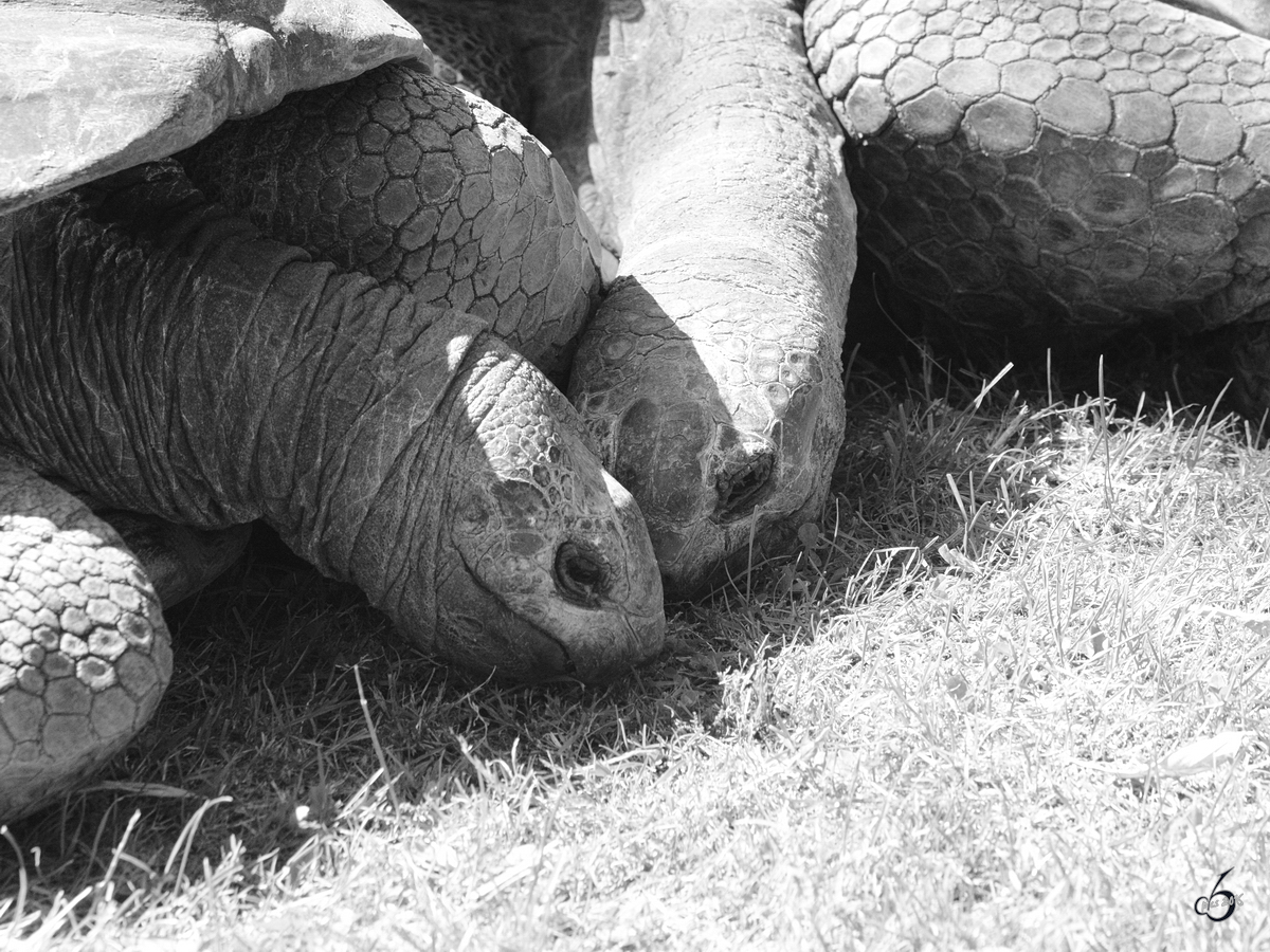 Aldabra-Riesenkrten im Zoo Duisburg. (Juni 2013)