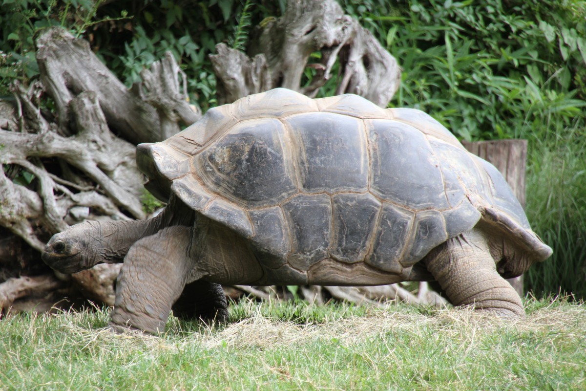 Aldabra-Riesenschildkrte (Aldabrachelys gigantea) am 25.7.2010 im Zoo Heildelberg.