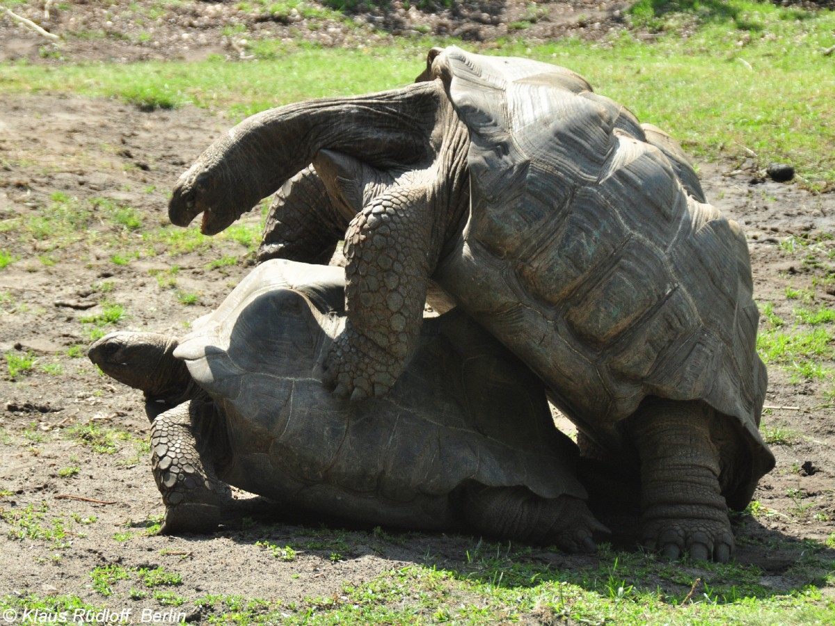 Aldabra-Riesenschildkrte (Geochelone gigantea) im Tierpark Berlin (August 2015).