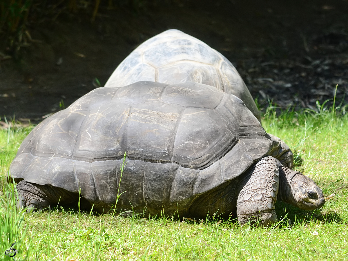 Aldabra-Riesenschildkrten im Zoo Duisburg. (Juni 2013)