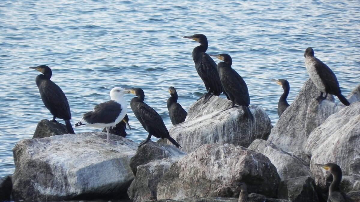  Allein unter Fremden .  Die grte heimische Mwe ist die Mantelmwe (Larus marinus). Die Kken sind in der Regel unauffllig graubraun gefrbt, um in den Nestern am Boden oder in den Felsnischen perfekt getarnt zu sein. Unter vielen groen Mwenarten verlieren die Jungtiere erst im Alter von etwa vier Jahren das braune Gefieder und nehmen erst dann die grau-weie Frbung an. Je nach Art erreichen Mwen ein Alter von maximal dreiig Jahren.  Zitat aus www.auf-jagd.de. Mantelmwe und Kormorane am 29.09.22 am Hafen von Gager auf der Insel Rgen.