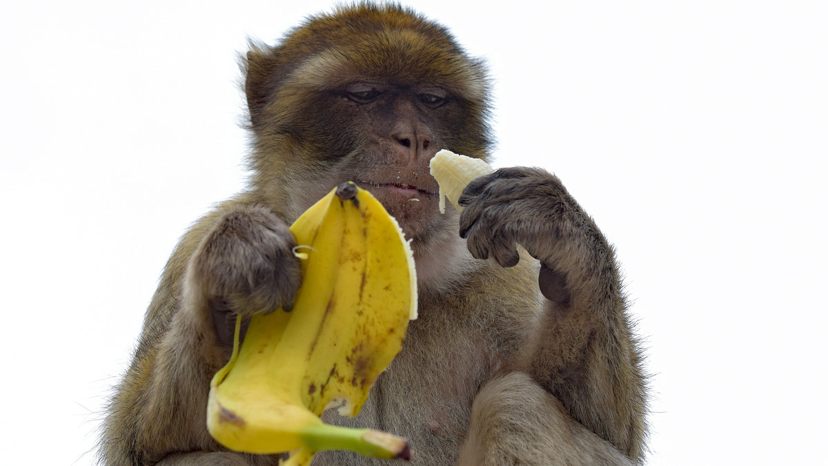  Alles Banane - oder was?  Makake auf dem Felsen von Gibraltar. 4.11.2019  